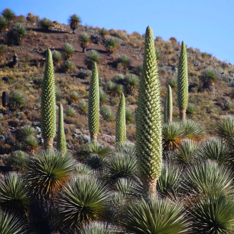 _Nasiona-Puya-Raimondiego-Puya-Raimondii (4).png