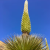 _Nasiona-Puya-Raimondiego-Puya-Raimondii (3).png