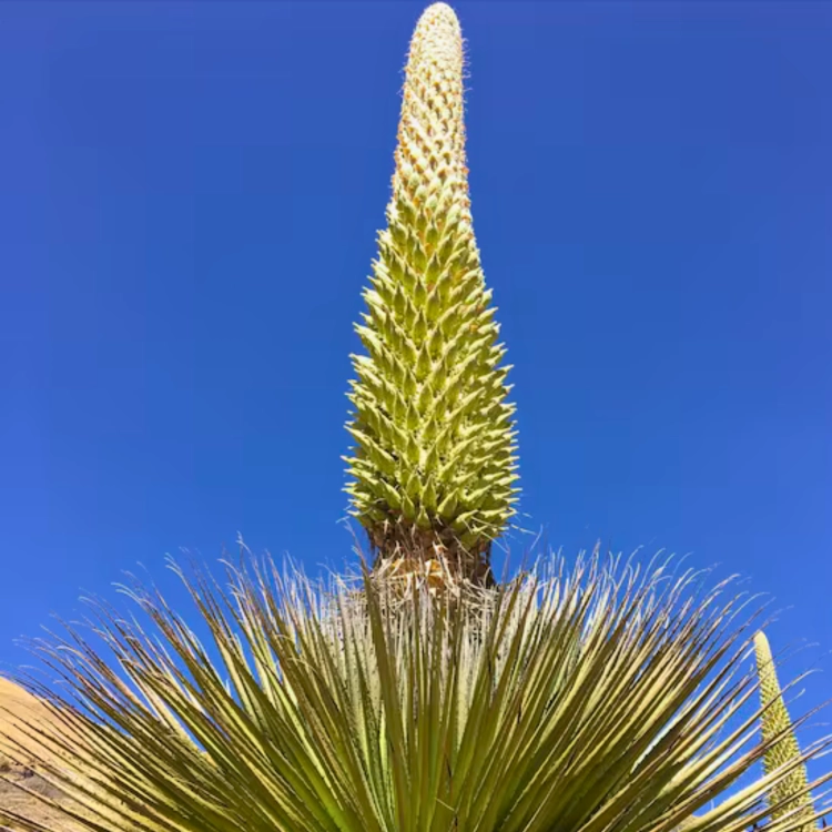 _Nasiona-Puya-Raimondiego-Puya-Raimondii (3).png