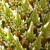 _Nasiona-Puya-Raimondiego-Puya-Raimondii (2).png