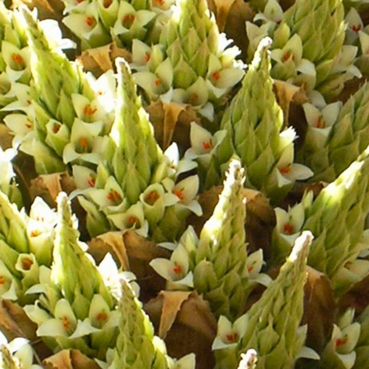 _Nasiona-Puya-Raimondiego-Puya-Raimondii (2).png