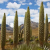 _Nasiona-Puya-Raimondiego-Puya-Raimondii (1).png