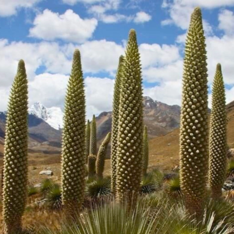 _Nasiona-Puya-Raimondiego-Puya-Raimondii (1).png