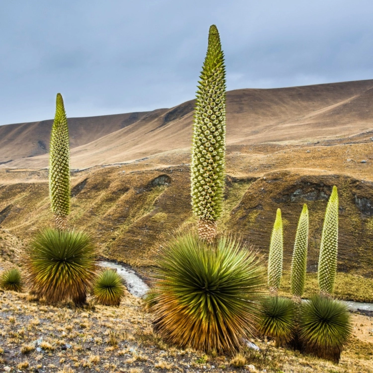 _Nasiona-Puya-Raimondiego-Puya-Raimondii.png