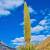 _Nasiona-Puya-Raimondiego-Puya-Raimondii (6).png