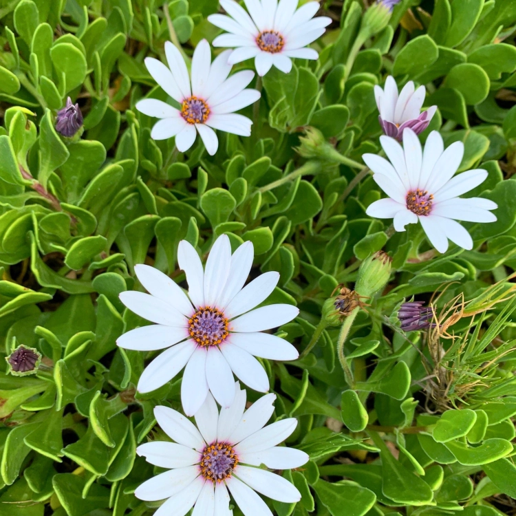 Nasiona-Stokrotki-Afrykańskiej-Dimorphotheca-Fruticosa (4).png