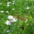 Nasiona-Stokrotki-Afrykańskiej-Dimorphotheca-Fruticosa (3).png