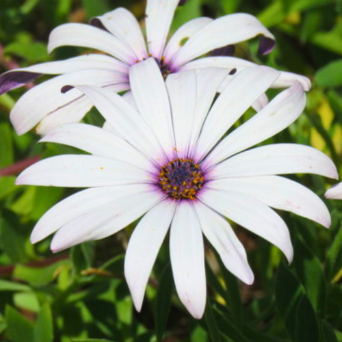 Nasiona-Stokrotki-Afrykańskiej-Dimorphotheca-Fruticosa (2).png
