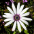 Nasiona-Stokrotki-Afrykańskiej-Dimorphotheca-Fruticosa (1).png