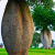 Nasiona-Drzewa-Butelkowego-Brachychiton-Rupestris (3).png