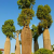 Nasiona-Drzewa-Butelkowego-Brachychiton-Rupestris (2).png