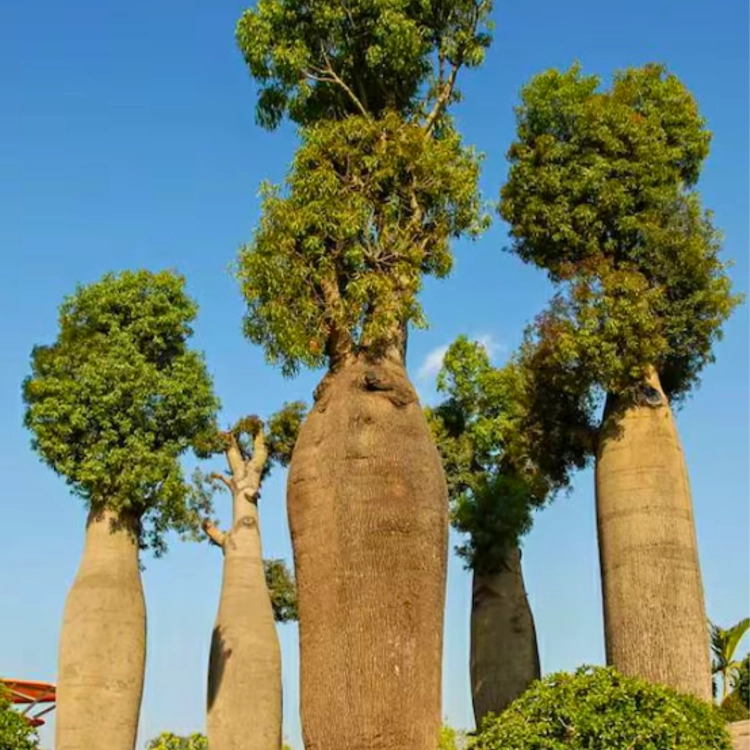 Nasiona-Drzewa-Butelkowego-Brachychiton-Rupestris (2).png