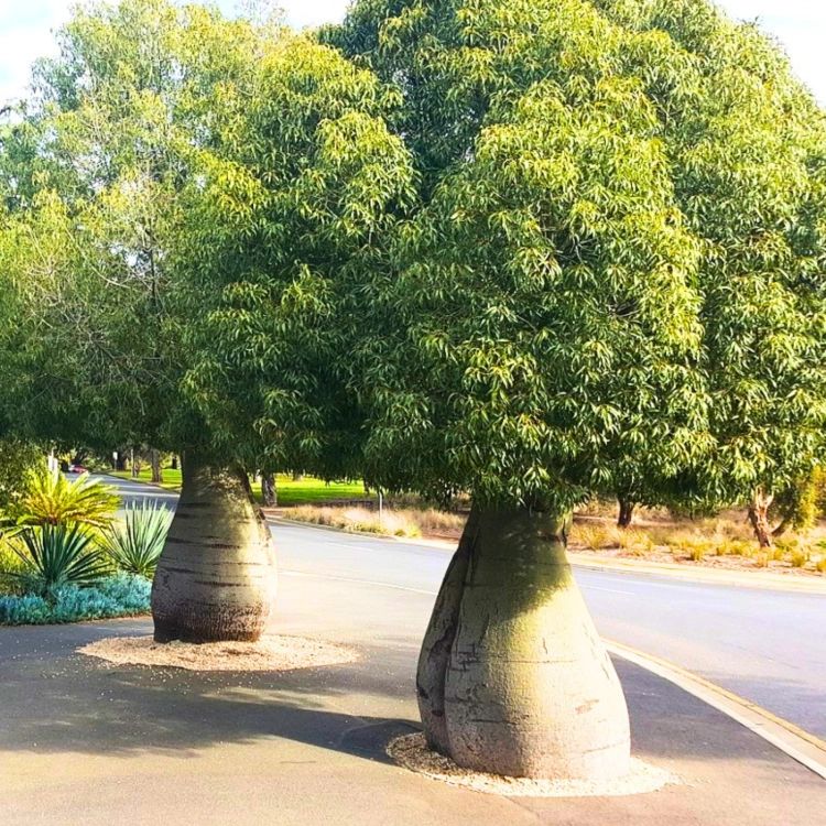 Nasiona-Drzewa-Butelkowego-Brachychiton-Rupestris (7).png