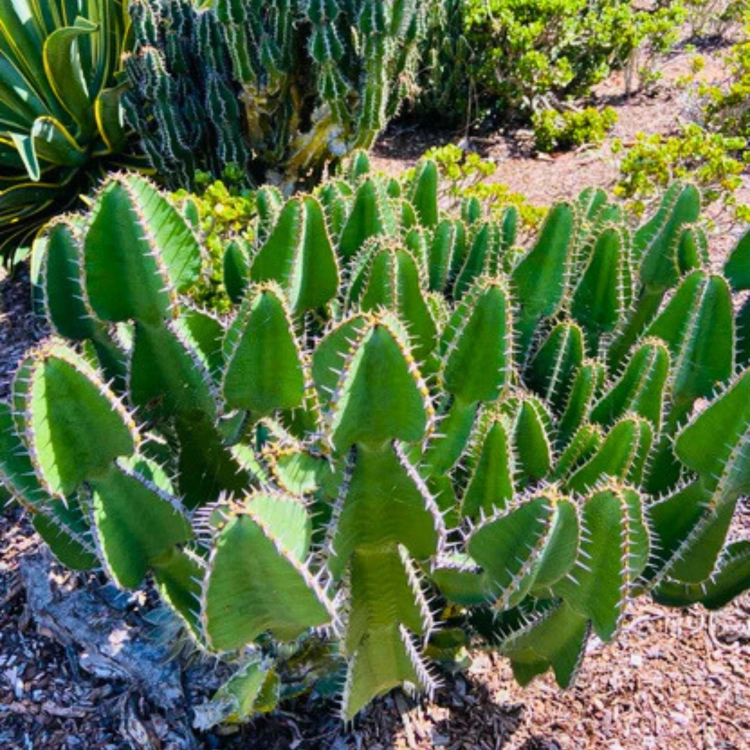 Nasiona-Wilczomlecza-Coopera-Euphorbia-Cooperi (7).png