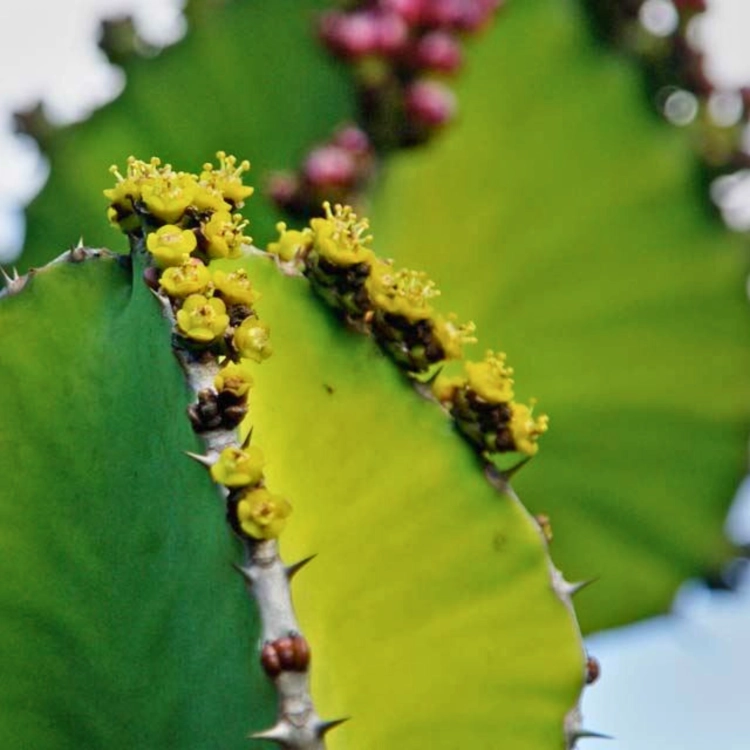 Nasiona-Wilczomlecza-Coopera-Euphorbia-Cooperi (5).png