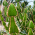 Nasiona-Wilczomlecza-Coopera-Euphorbia-Cooperi (4).png