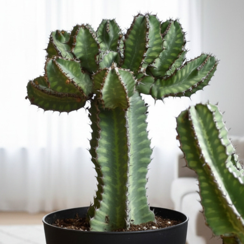 Nasiona-Wilczomlecza-Coopera-Euphorbia-Cooperi (3).png