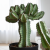 Nasiona-Wilczomlecza-Coopera-Euphorbia-Cooperi (3).png