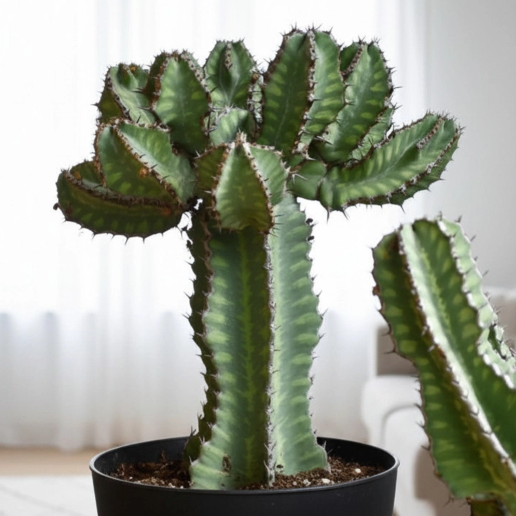 Nasiona-Wilczomlecza-Coopera-Euphorbia-Cooperi (3).png