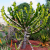 Nasiona-Wilczomlecza-Coopera-Euphorbia-Cooperi (2).png