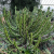 Nasiona-Wilczomlecza-Coopera-Euphorbia-Cooperi.png
