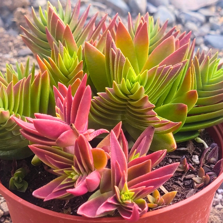 Nasiona-Grubosza-Czerwonego-Crassula-Capitella-subsp.-Thyrsiflora (3).png