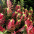Nasiona-Grubosza-Czerwonego-Crassula-Capitella-subsp.-Thyrsiflora (2).png