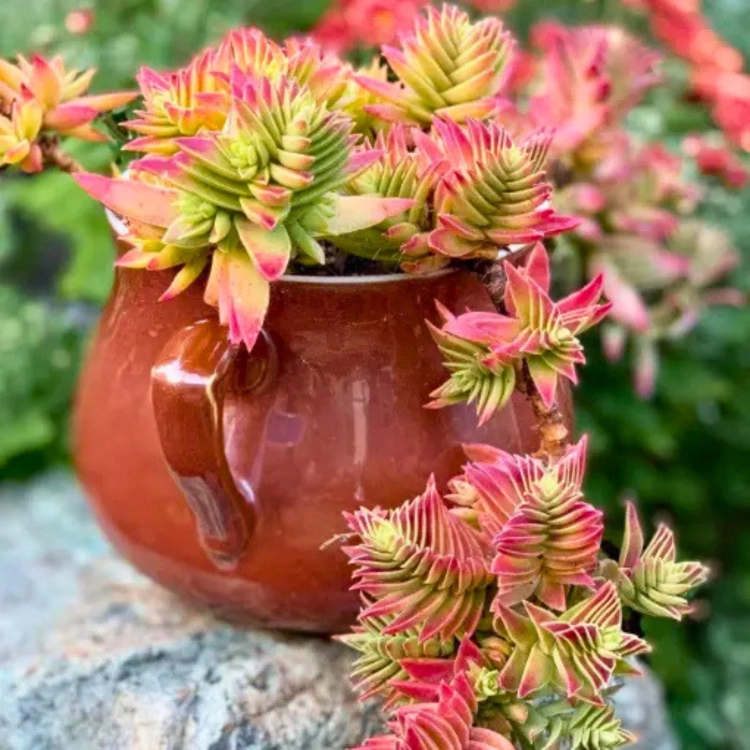 Nasiona-Grubosza-Czerwonego-Crassula-Capitella-subsp.-Thyrsiflora (1).png