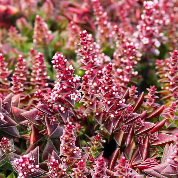 Nasiona-Grubosza-Czerwonego-Crassula-Capitella-subsp.-Thyrsiflora.png