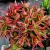 Nasiona-Grubosza-Czerwonego-Crassula-Capitella-subsp.-Thyrsiflora (6).png