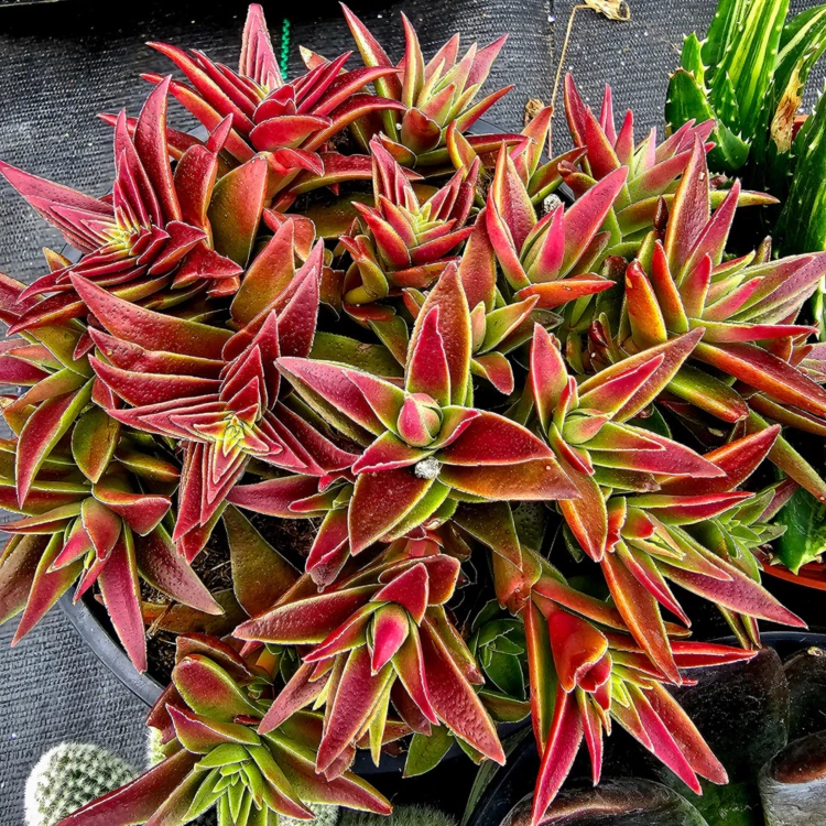 Nasiona-Grubosza-Czerwonego-Crassula-Capitella-subsp.-Thyrsiflora (6).png