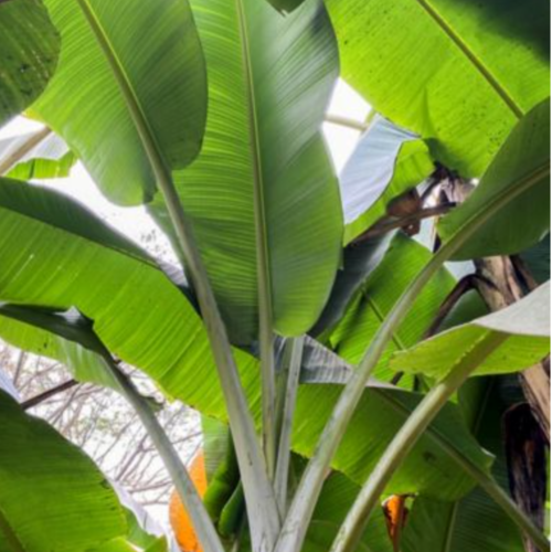 Nasiona-Bananowca-Jamesonii-Musa-sp.-‘Jamesonii’ (2).png