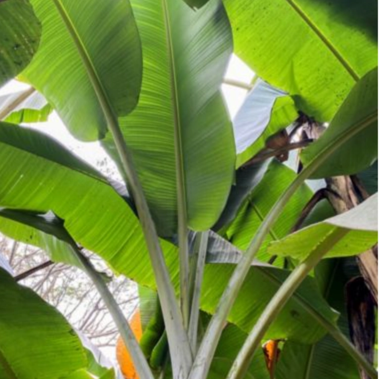 Nasiona-Bananowca-Jamesonii-Musa-sp.-‘Jamesonii’ (2).png