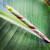 Nasiona-Bananowca-Jamesonii-Musa-sp.-‘Jamesonii’ (1).png