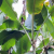 Nasiona-Bananowca-Jamesonii-Musa-sp.-‘Jamesonii’.png
