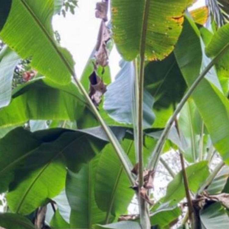 Nasiona-Bananowca-Jamesonii-Musa-sp.-‘Jamesonii’.png