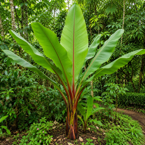 nasiona-bananowca-abisynskiego-ensete-ventricosum (1).png