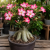 Adenium Obesum (1).png