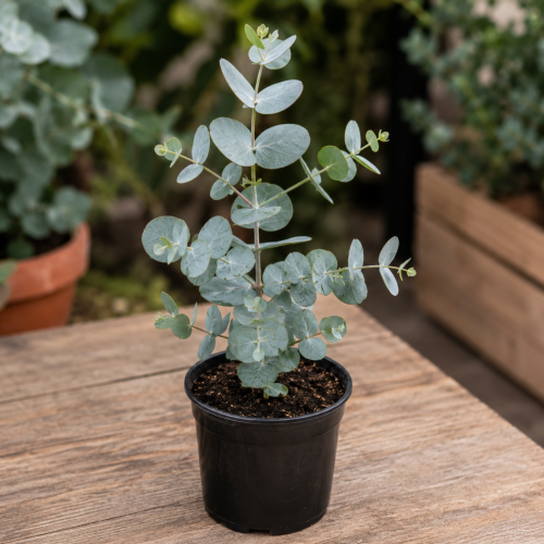 Nasiona-Eukaliptusa-Niebieskiego-Eucalyptus-Gunnii.png