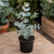 Nasiona-Eukaliptusa-Niebieskiego-Eucalyptus-Gunnii.png