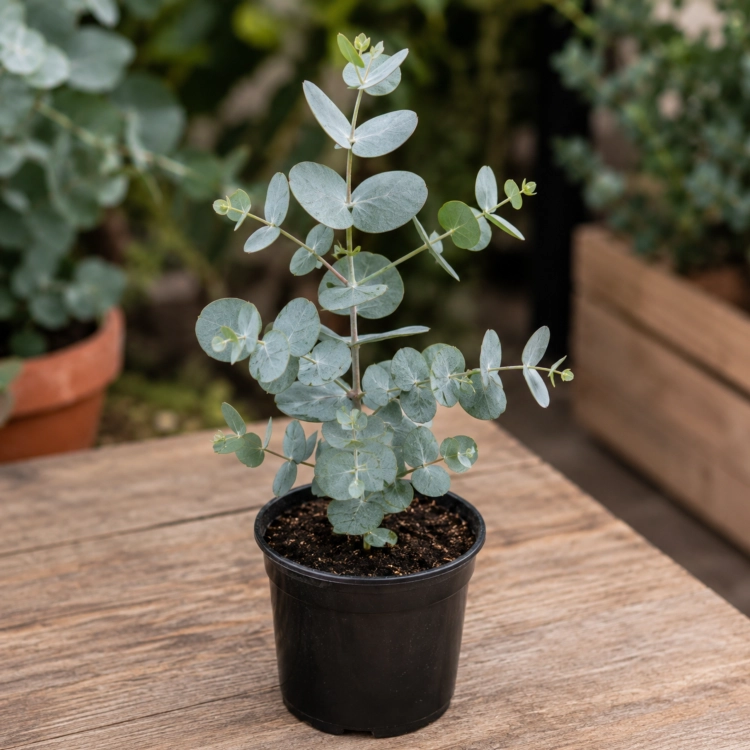Nasiona-Eukaliptusa-Niebieskiego-Eucalyptus-Gunnii.png