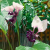 Nasiona-Krąpieli-Całolistnej-Tacca-Integrifolia (6).png