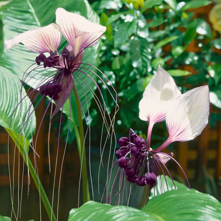 Nasiona-Krąpieli-Całolistnej-Tacca-Integrifolia (6).png