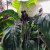 Nasiona-Krąpieli-Całolistnej-Tacca-Integrifolia (3).png