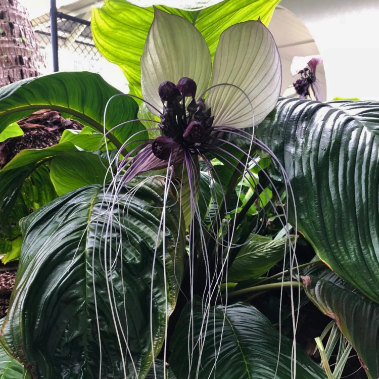 Nasiona-Krąpieli-Całolistnej-Tacca-Integrifolia (3).png