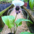 Nasiona-Krąpieli-Całolistnej-Tacca-Integrifolia (1).png