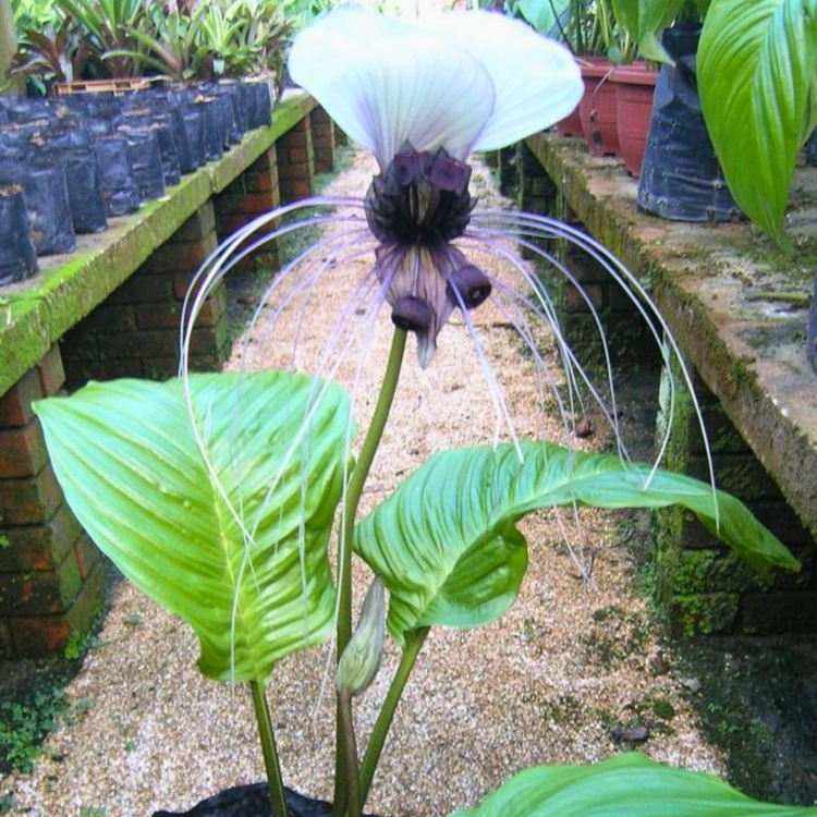Nasiona-Krąpieli-Całolistnej-Tacca-Integrifolia (1).png
