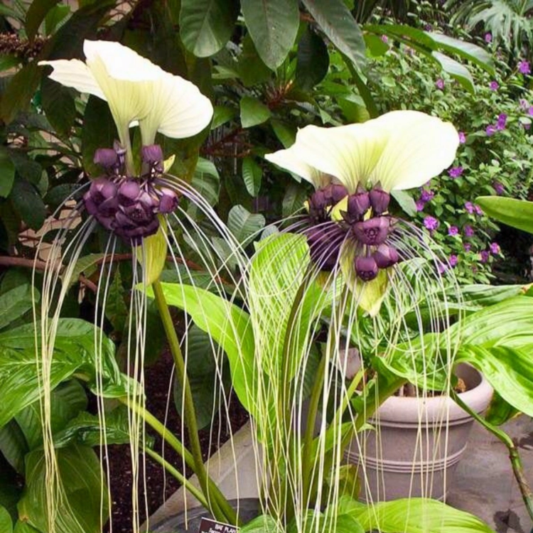 Nasiona-Krąpieli-Całolistnej-Tacca-Integrifolia.png
