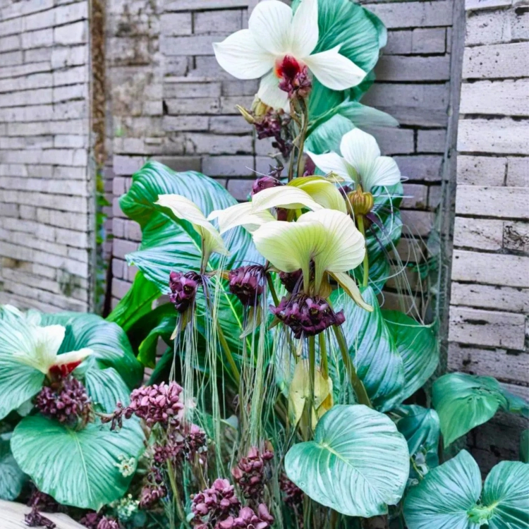 Nasiona-Krąpieli-Całolistnej-Tacca-Integrifolia (5).png