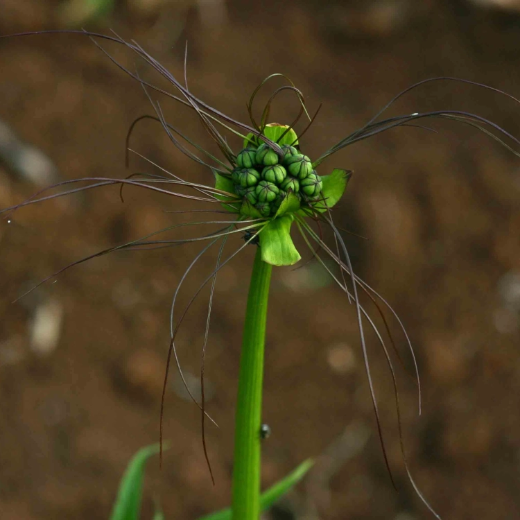 Nasiona-Krąpieli-Pierzastodzielnej-Tacca-Leontopetaloides (6).png